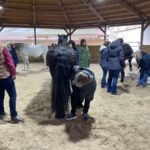 Optimierte Huf- Beinstellung – gesünderes Pferd