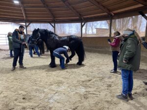 Optimierte Huf-/Beinstellung - gesünderes Pferd