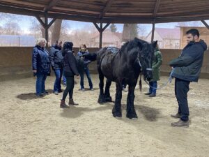Optimierte Huf-Beinstellung - gesünderes Pferd