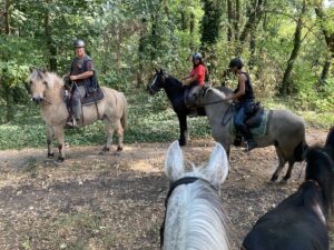 Trail im Wald